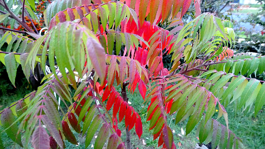 P1245730