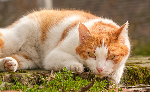 Hauskatze am Mittag