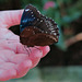 A Butterfly in the Hand