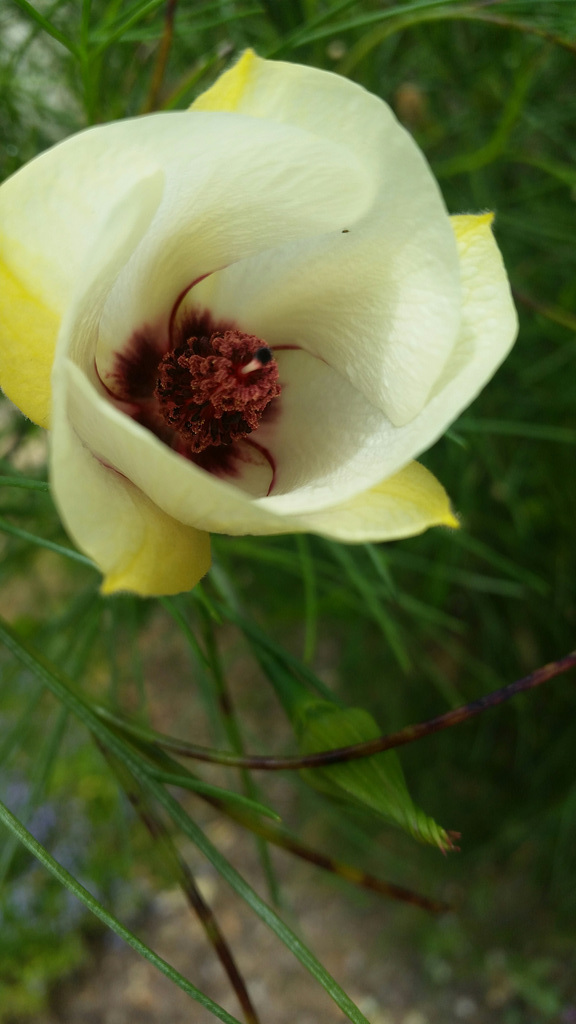 Alyogyne hakeifolia Melissa Anne