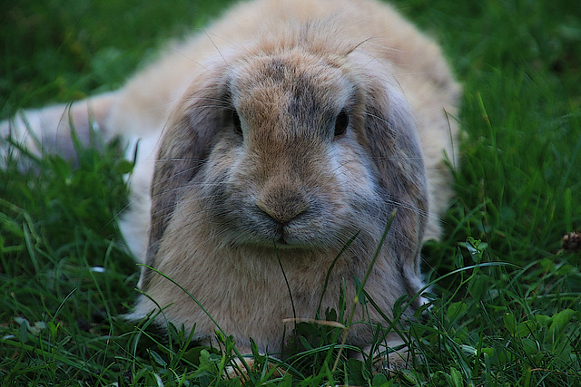 Aucune action des proprios pour récupérer leur lapin , et ça commence à m'agacer........à suivre