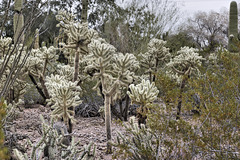 An Enchanted Forest – Desert Botanical Garden, Papago Park, Phoenix, Arizona