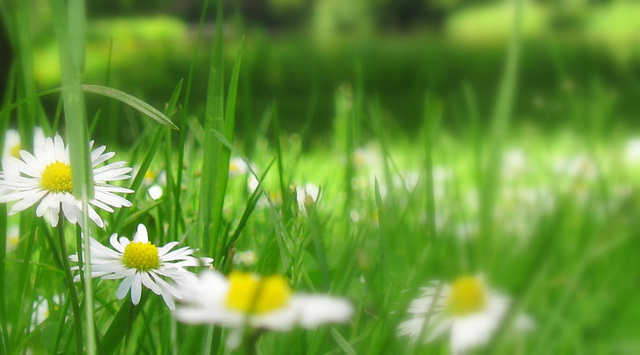 Daisies in May