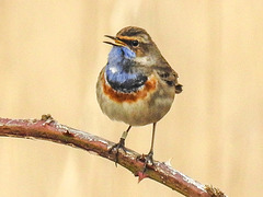 20180403 3459CPw [D~AUR] Blaukehlchen (Luscinia cyanecula), Leybucht, Greetsiel