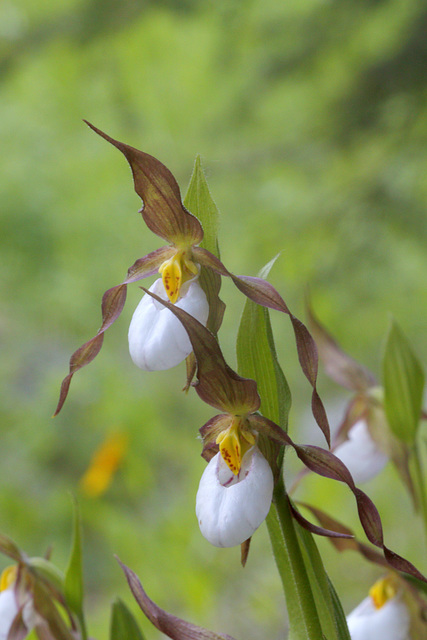 Mountain Lady's Slipper