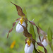 Mountain Lady's Slipper