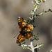 Sagebrush Checkerspot