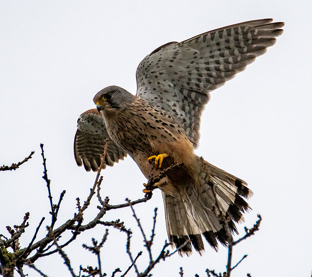 Kestrel photos from today