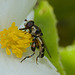 HoverflyIMG 6339