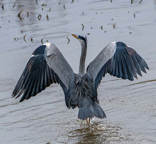 Heron