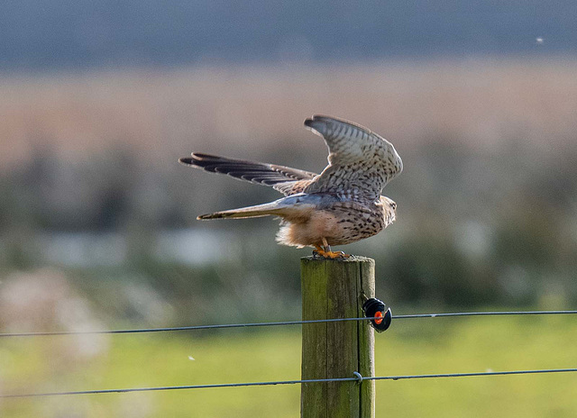 Kestrel