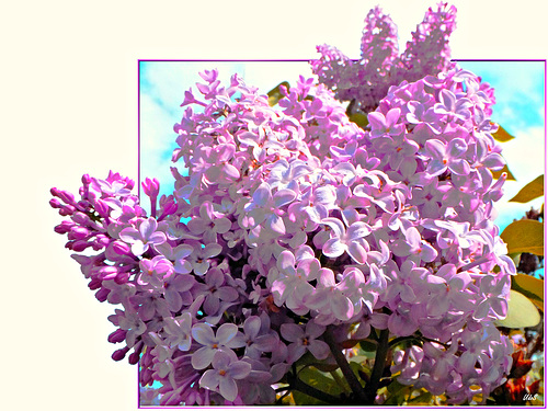 Flieder (Syringa) ©UdoSm