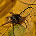 Wasp 1