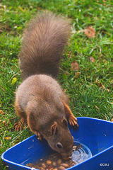 Red Squirrel