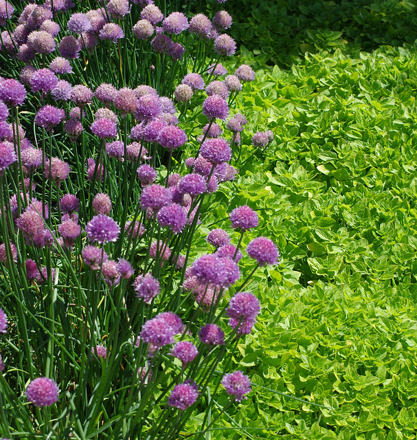 Chives and Golden Marjoram