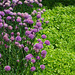 Chives and Golden Marjoram