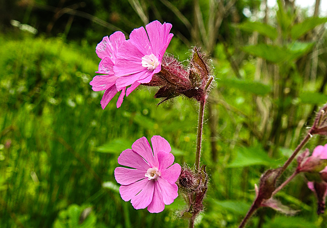 20210606 0494CPw [D~LIP] Rote Lichtnelke, UWZ, Bad Salzuflen