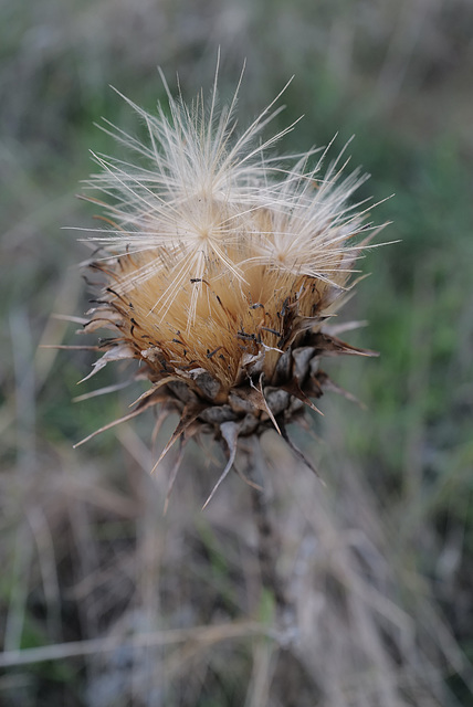 Cynara algarbiensis, Cupcake ?