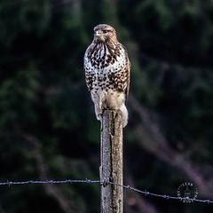 Mäusebussard (Buteo buteo)