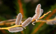 ..........kuschelig und weich zeigen sich die Palmkätzchen noch....................the catkins are still cuddly and soft....................les chatons sont toujours câlins et doux..........