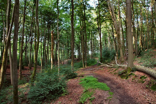 Altes Bergbaugebiet am Flüßloher Berg (Sprockhövel) / 29.07.2021