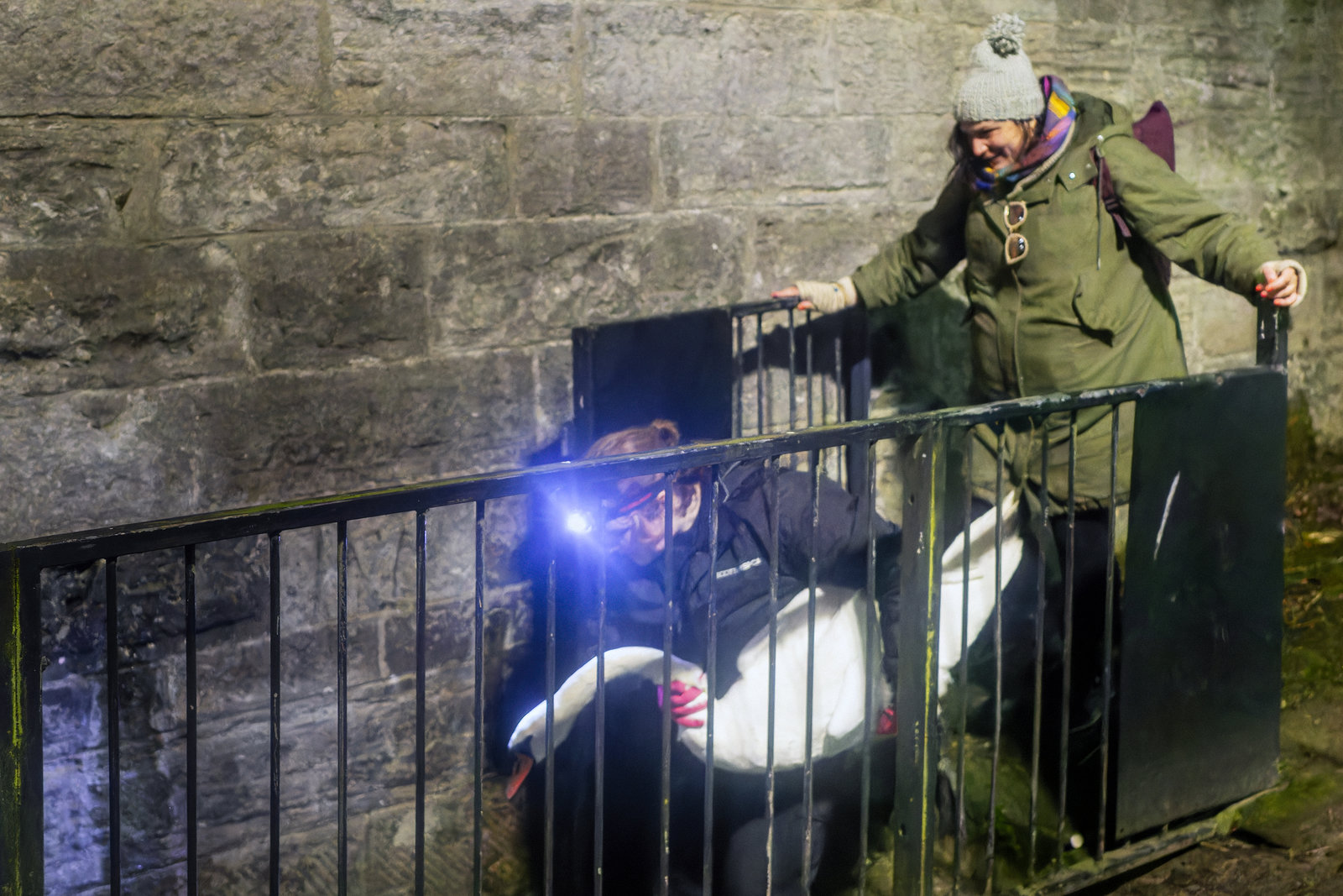 Swan Rescue