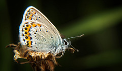 Der Bläuling (Lycaenidae) hat auf dieser Vergänglichkeit sehr schön posiert :))  The Blue butterfly (Lycaenidae) posed very nicely on this transience :))  Le papillon bleu (Lycaenidae) a très bien posé sur cette éphémère :))