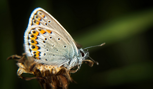 Der Bläuling (Lycaenidae) hat auf dieser Vergänglichkeit sehr schön posiert :))  The Blue butterfly (Lycaenidae) posed very nicely on this transience :))  Le papillon bleu (Lycaenidae) a très bien pos