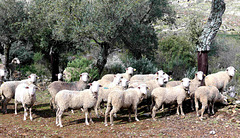 Valencia de Alcántara - Sheep