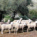 Valencia de Alcántara - Sheep