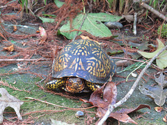 Eastern box turtle