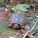 Eastern box turtle