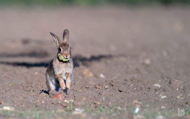 Rabbit