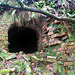 Bryn Brickworks Kiln Bryn Brickworks Kiln