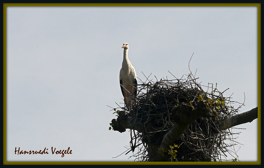 Storch 4