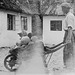 My father with two cats on his wheelbarrow, 1942.