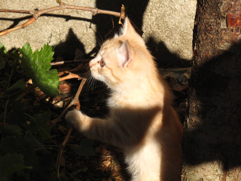 Cat