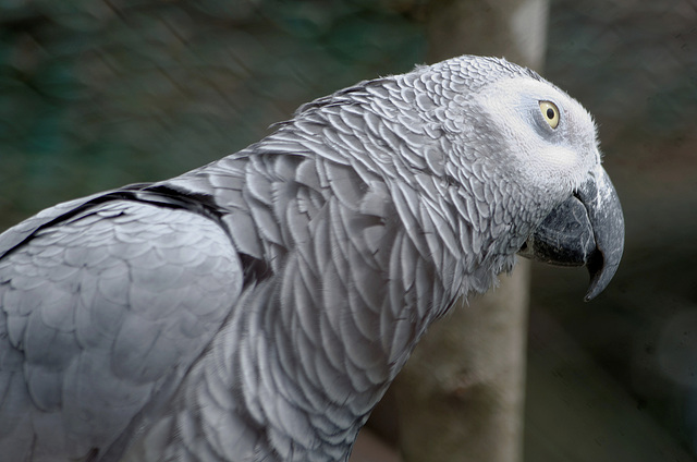 Gris du Gabon