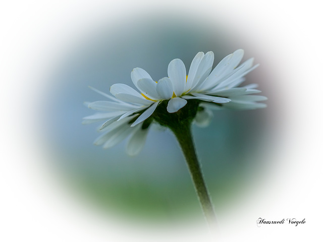 Gänseblümchen mit zwei Blüten Kränzen