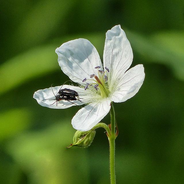 Mating beetles on Richardson's Geranium