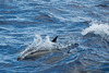 Dolphin watch tour (© Buelipix)