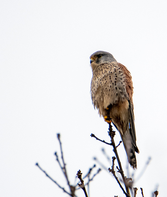 Kestrel photos from today