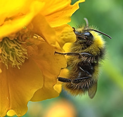 Bee 1