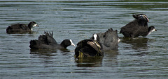 Coots And Young Ones