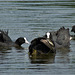 Coots And Young Ones