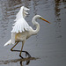 Great white egret