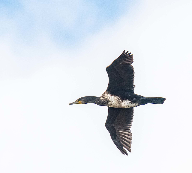 Cormorant in flight