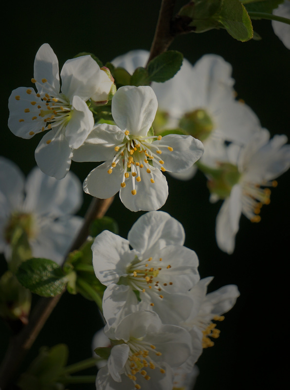 Kirschblüte..