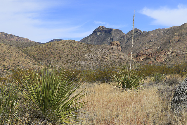 Ward Mountain and Sotol