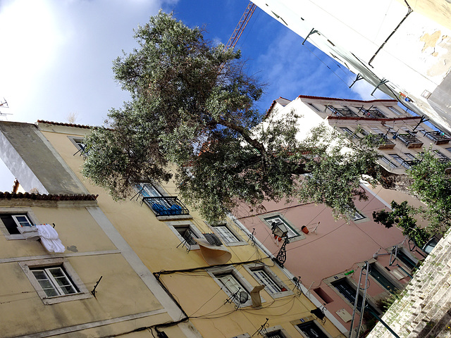 The olive tree, the sacred tree of the Mediterranean